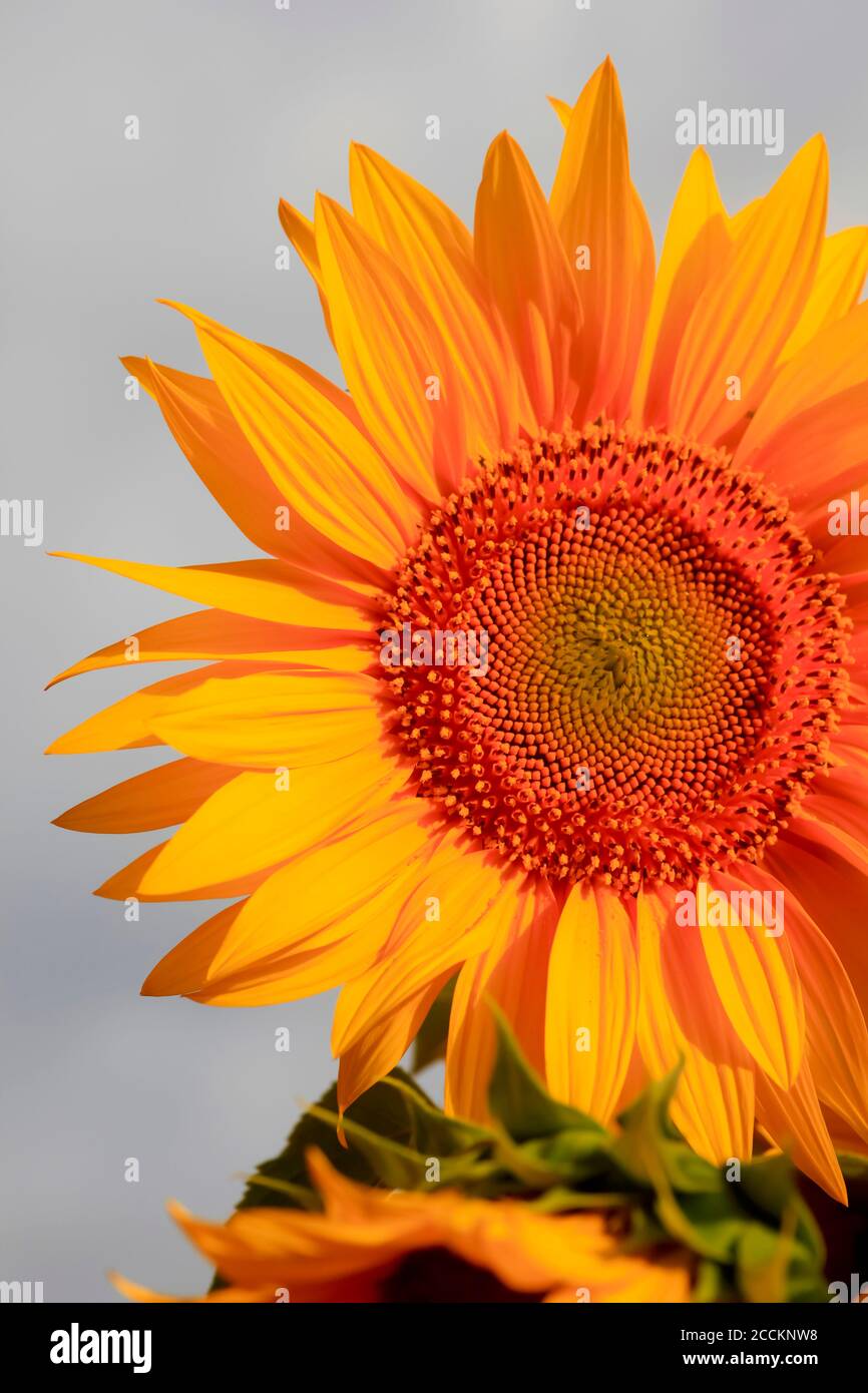 Kopf der blühenden Sonnenblume Stockfoto