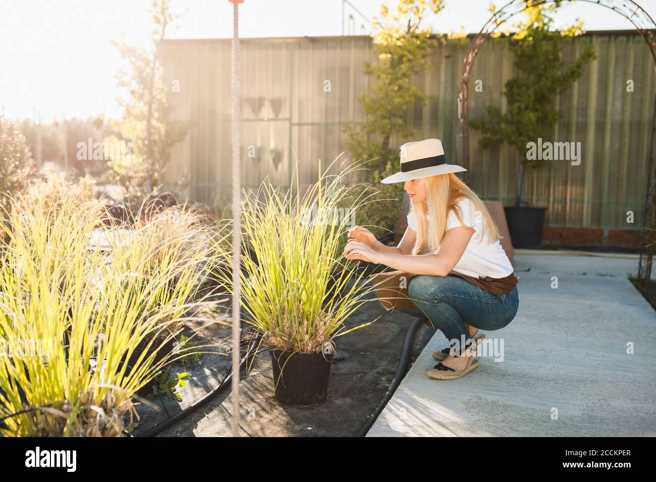 Weibliche Besitzerin trägt Hut Untersuchung Pflanzen im Gewächshaus während sonnig Tag Stockfoto