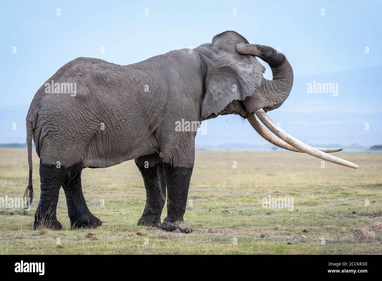Elefantenmännchen mit riesigen Stoßzähnen und nassen Beinen in Amboseli In Kenia Stockfoto