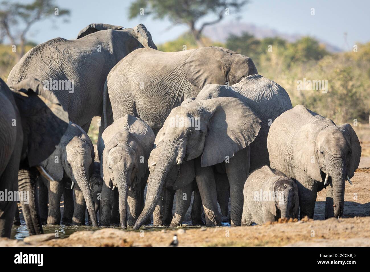 Familie von Elefanten suchen sehr durstig trinken von einem kleinen Wasserloch in Savuti in Botswana Stockfoto