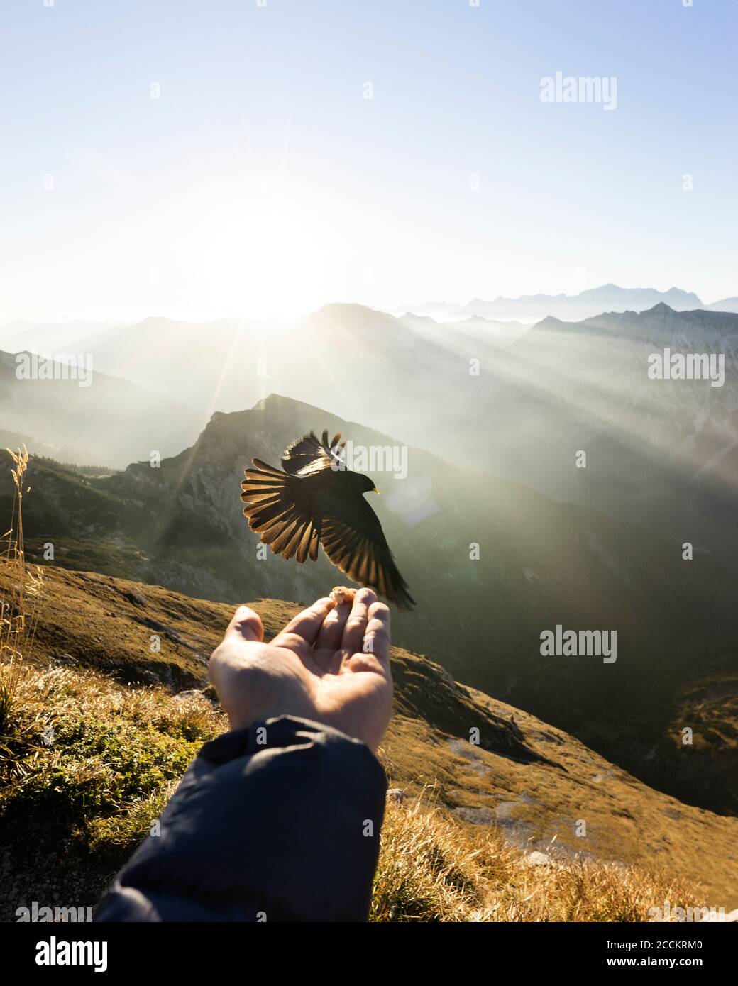 Dohlenfliegen vor der Hand mit Futter, Hochplatte, Bayern, Deutschland Stockfoto