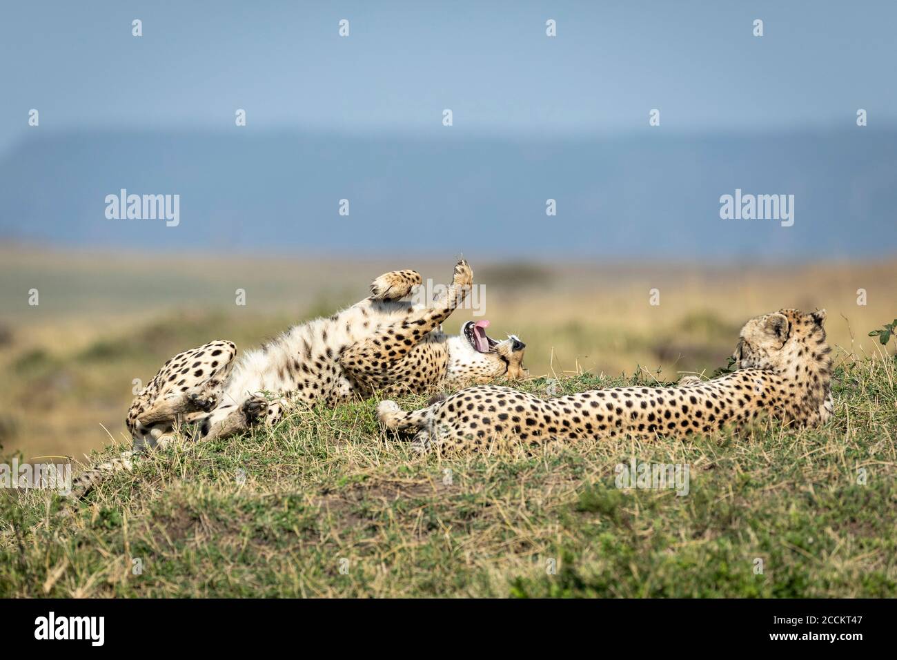 Zwei Erwachsene Gepard liegen und ruhen auf grünem Gras In Masai Mara Kenia Stockfoto