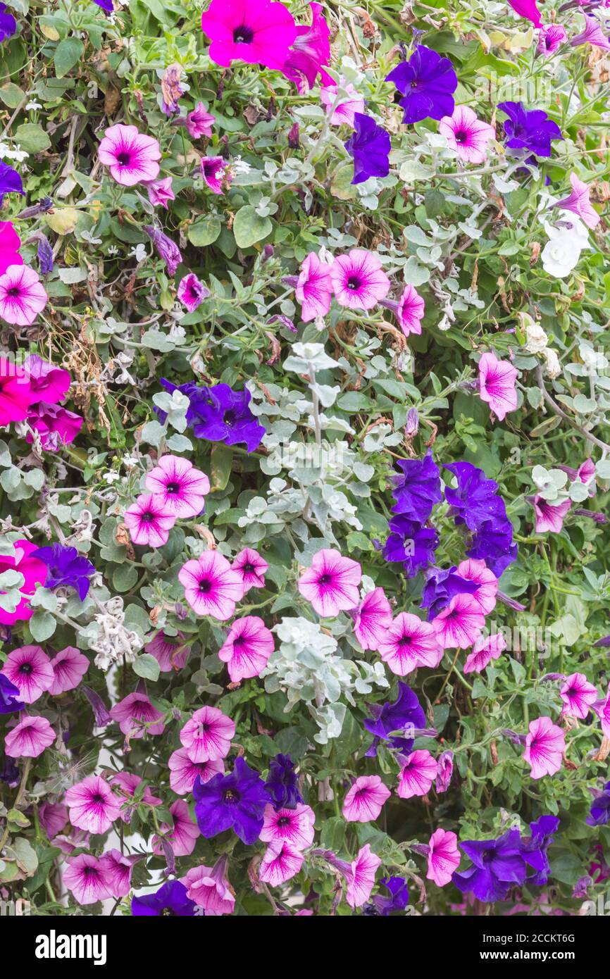 Im Sommer blühen in einem englischen Dorf helle und fröhliche violette, rosa und blaue Blumen in einem hängenden Korb Stockfoto