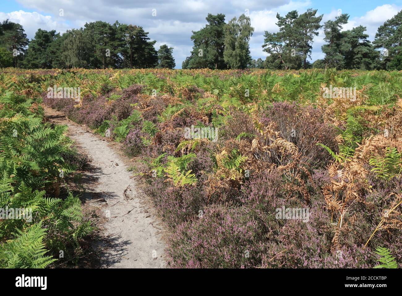 Sutton Heath, Woodbridge, Großbritannien - 23. August 2020: Wunderschöne helle Farben auf einem sonnigen Sonntagnachmittagspaziergang auf der Heide. Stockfoto