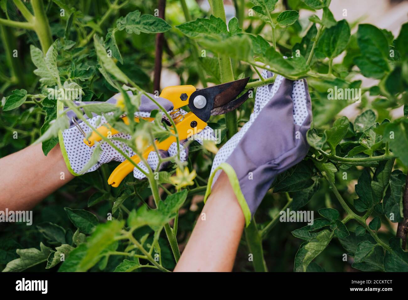 Nahaufnahme der Frau Hände schneiden Blatt Gemüse im Garten Stockfoto