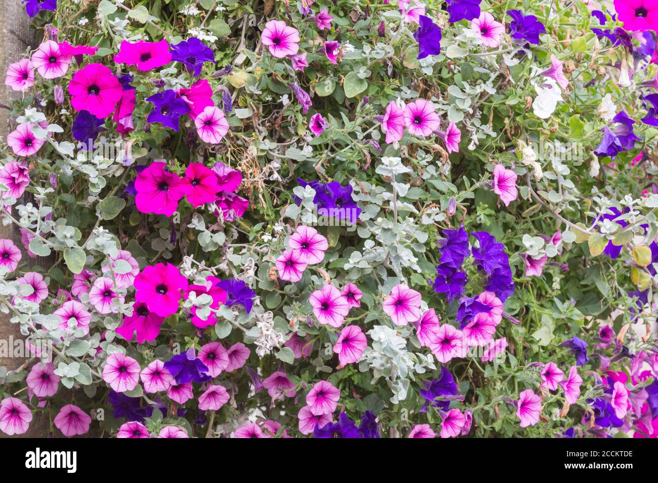 Im Sommer blühen in einem englischen Dorf helle und fröhliche violette, rosa und blaue Blumen in einem hängenden Korb Stockfoto