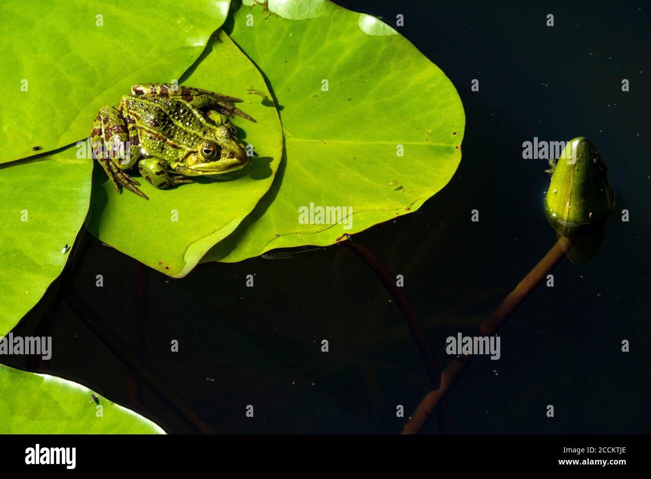 Pool Frosch auf Seerosenunterlage Stockfoto