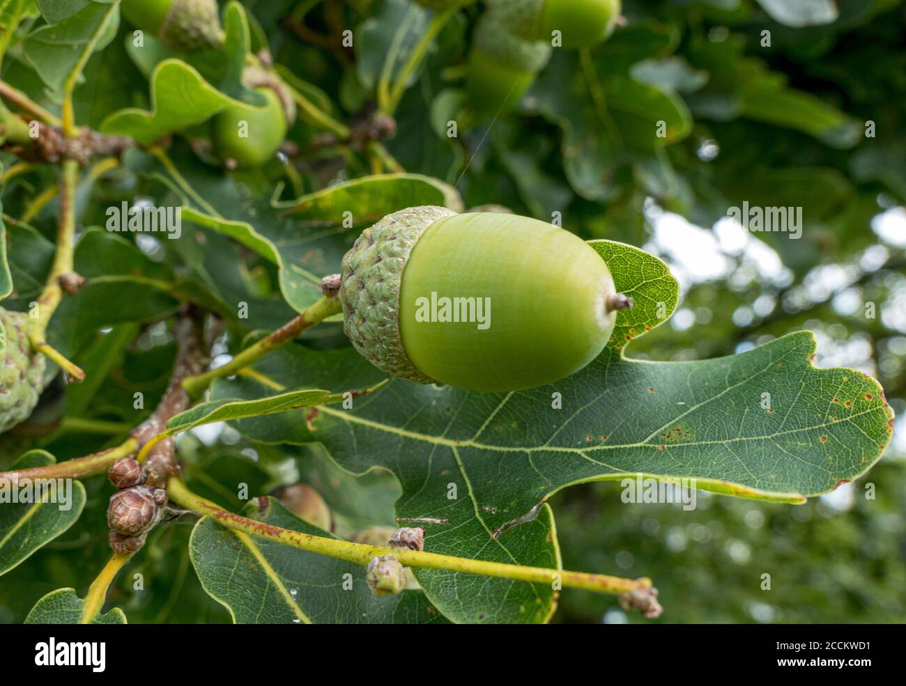 Englische Eiche (Quercus robur), Zweig mit Eicheln und Blättern, Bernried, Bayern, Deutschland, Europa Stockfoto