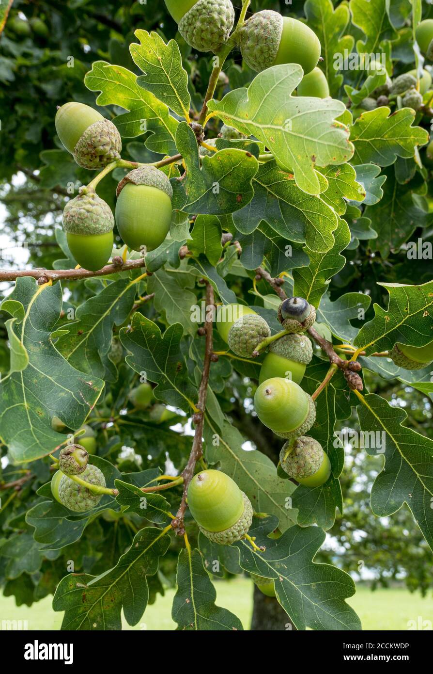 Englische Eiche (Quercus robur), Zweig mit Eicheln und Blättern, Bernried, Bayern, Deutschland, Europa Stockfoto