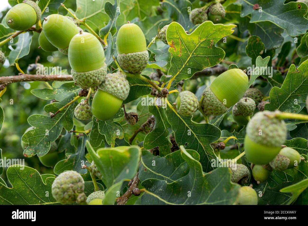 Englische Eiche (Quercus robur), Zweig mit Eicheln und Blättern, Bernried, Bayern, Deutschland, Europa Stockfoto