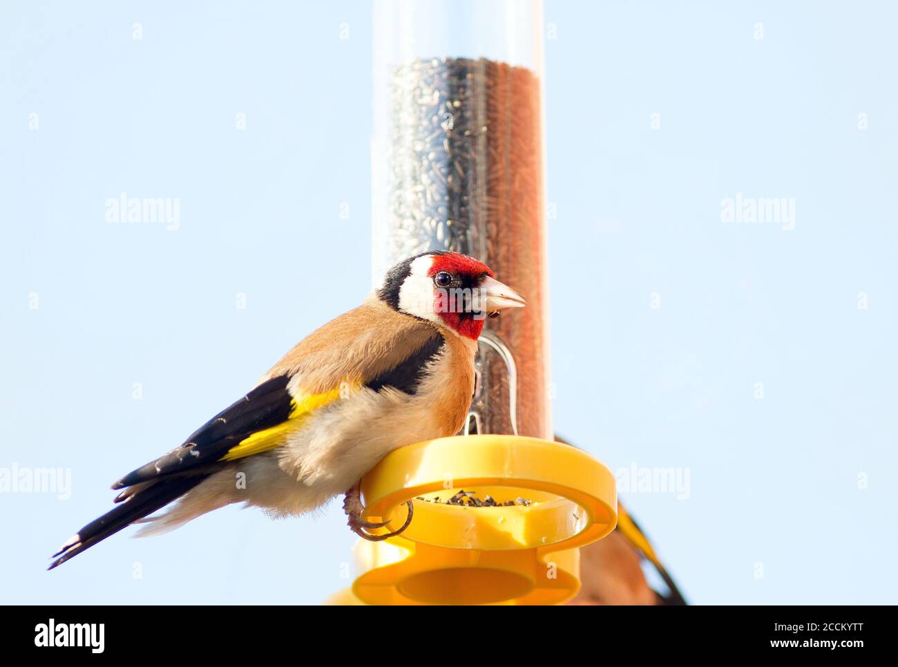 Schöner Europäischer Goldfink auf einem gelben Vogelfutterhäuschen, gegen einen hellblauen klaren Himmel Stockfoto