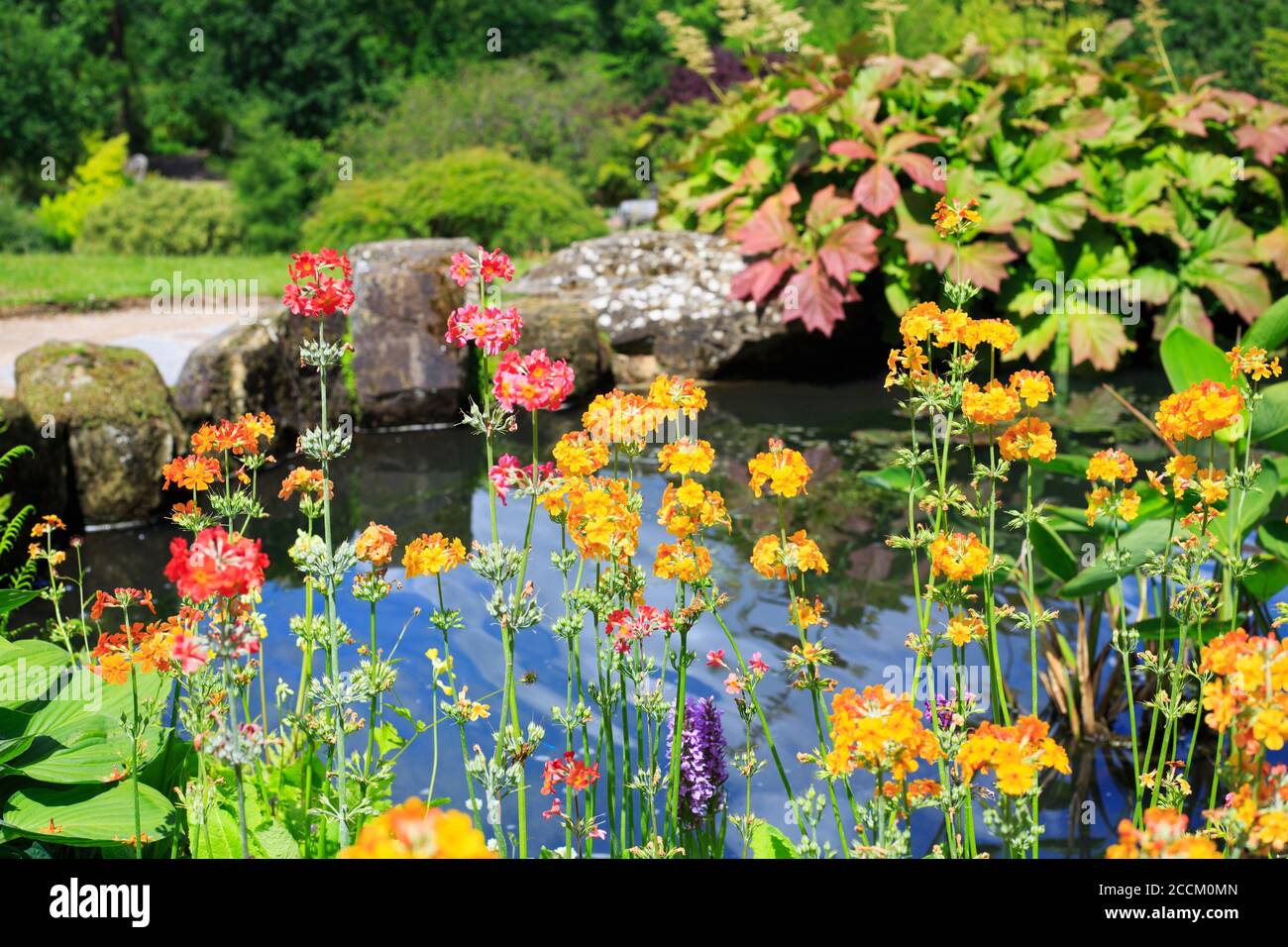 Wunderschöne, mehrfarbige, hohe Blüten, die vor einem Teich wachsen, mit üppigem Laub umgeben. Stockfoto
