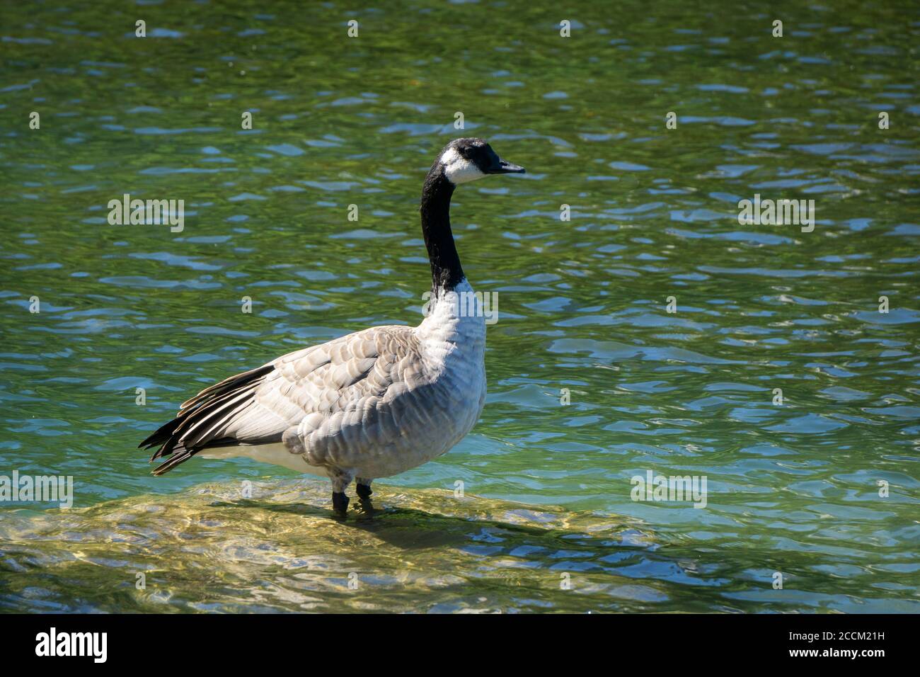 Canada Goose Prince's Island Park Calgary Alberta Stockfoto