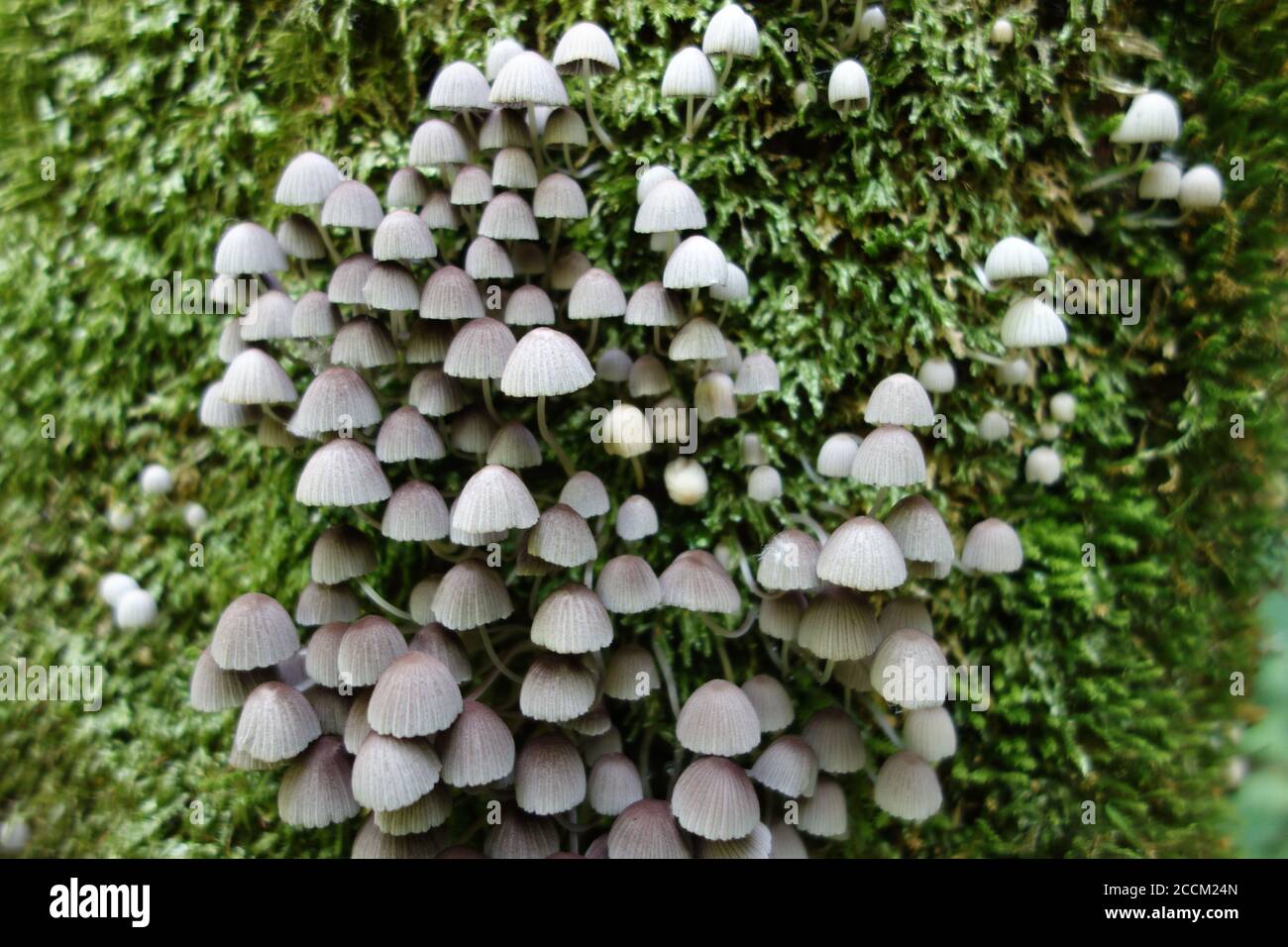Nahaufnahme von Coprinus-Pilzen, die auf einem moosigen Baum wachsen Stockfoto