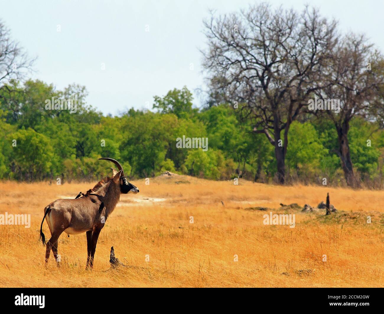 Seltene Roan-Antelope (Hippotragus equinus), die auf der trockenen, offenen Africna-Ebene steht. Das Gras ist sehr gelb, da es die Trockenzeit ist und das Wasser ist karg Stockfoto