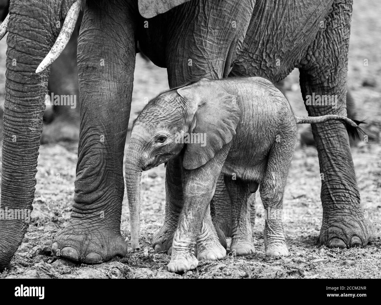 Kleiner neugeborener Elefantenkalb, der in der Nähe seiner Mutter im South Luangwa National Park, Sambia, steht Stockfoto
