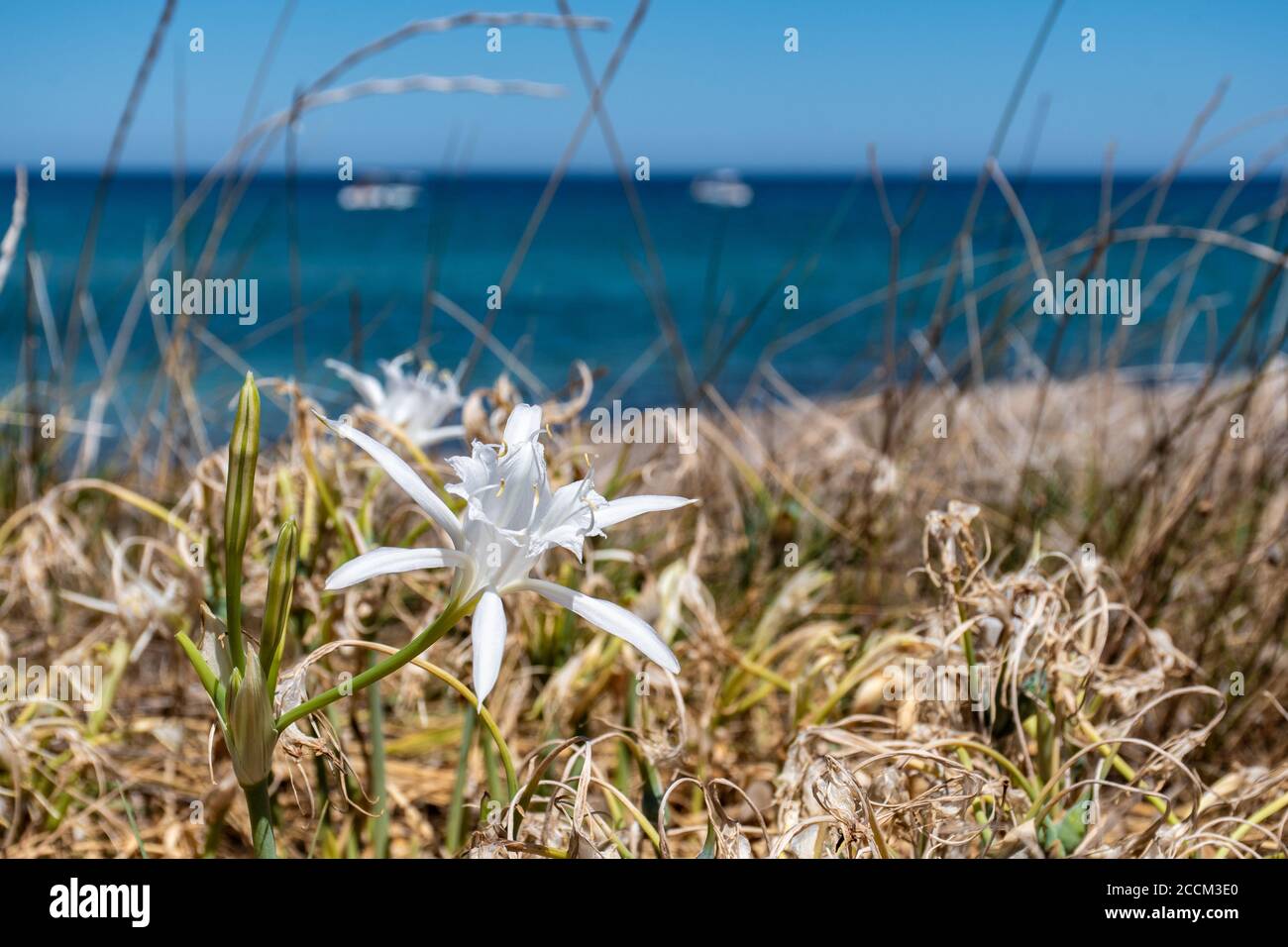 Pancratium maritimum, oder Seedandel, ist eine Bauchtüllpflanze, die auf den Kanarischen Inseln und auf beiden Seiten des Mittelmeers beheimatet ist Stockfoto