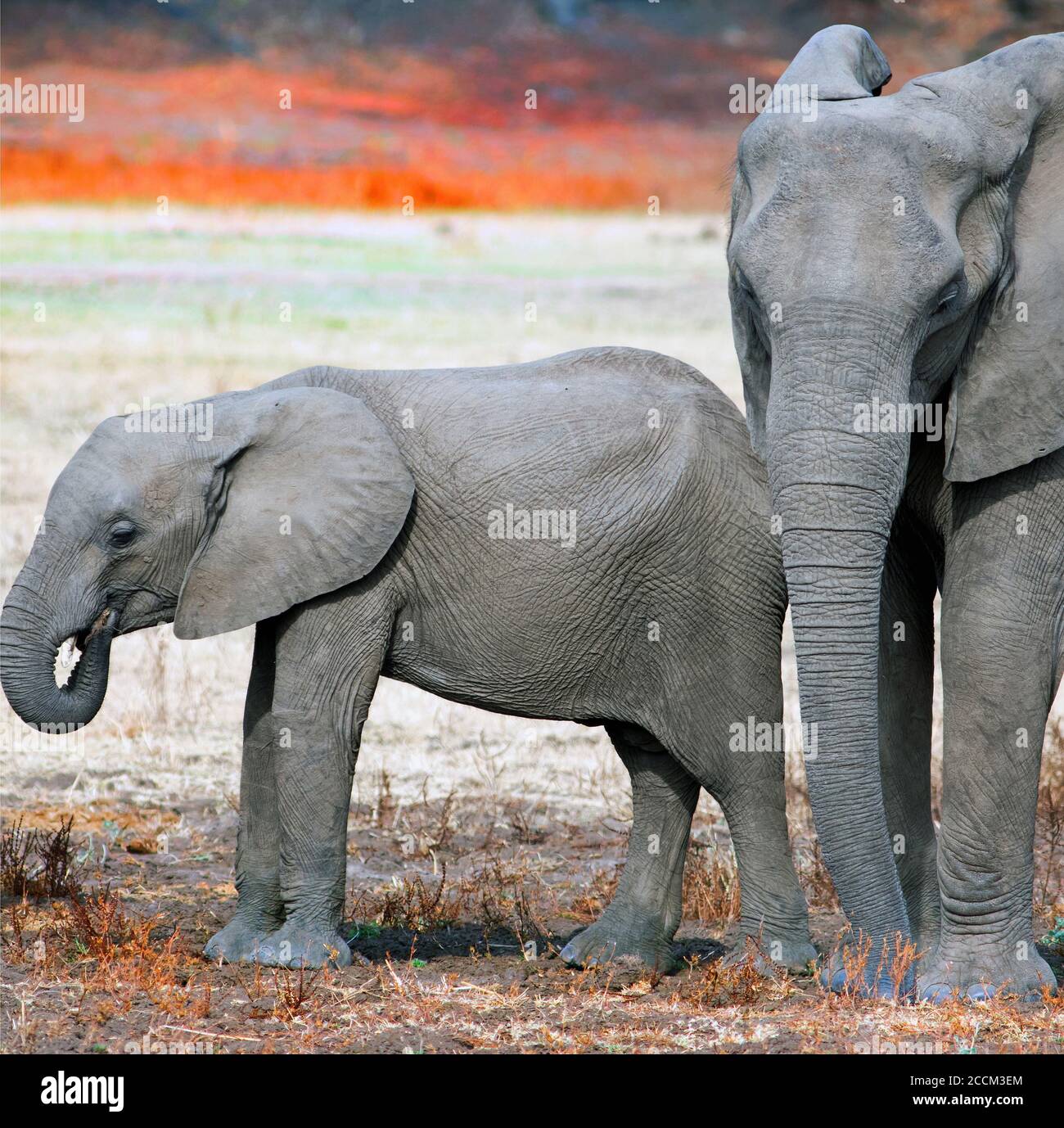 Eng beschnittenes Paar Afrikanischer Elefanten - Mutter und Kalb stehen auf den trockenen staubigen Plänen im South Luangwa National Park, Sambia, Südafrika Stockfoto