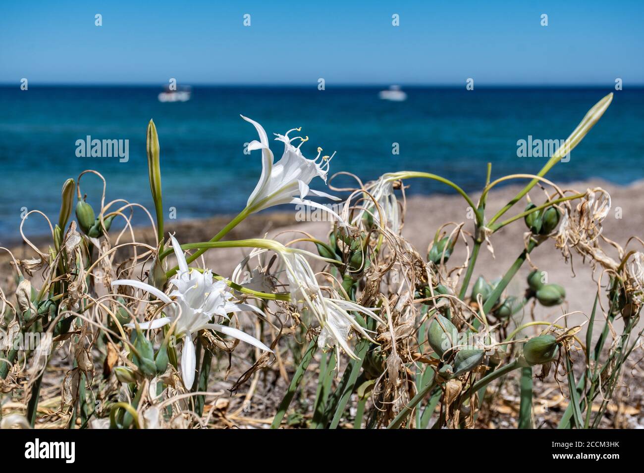 Pancratium maritimum, oder Seedandel, ist eine Bauchtüllpflanze, die auf den Kanarischen Inseln und auf beiden Seiten des Mittelmeers beheimatet ist Stockfoto