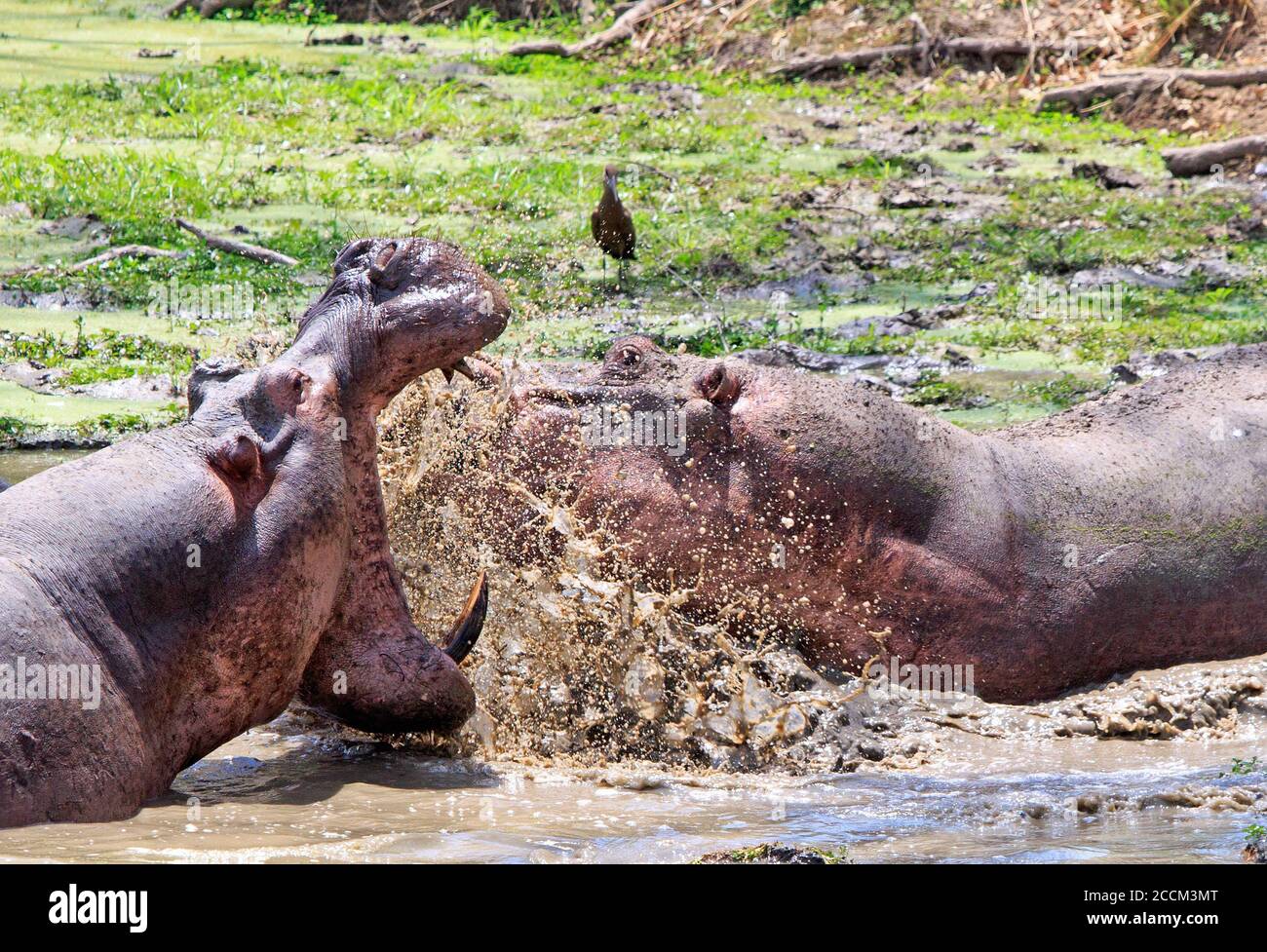 Zwei Hippos - Hippopotamus amphibius - kämpfen und planschen in Eine Lagune mit weit geöffneten Mout und großen scharfen Zähnen In Süd Luangwa National Par Stockfoto