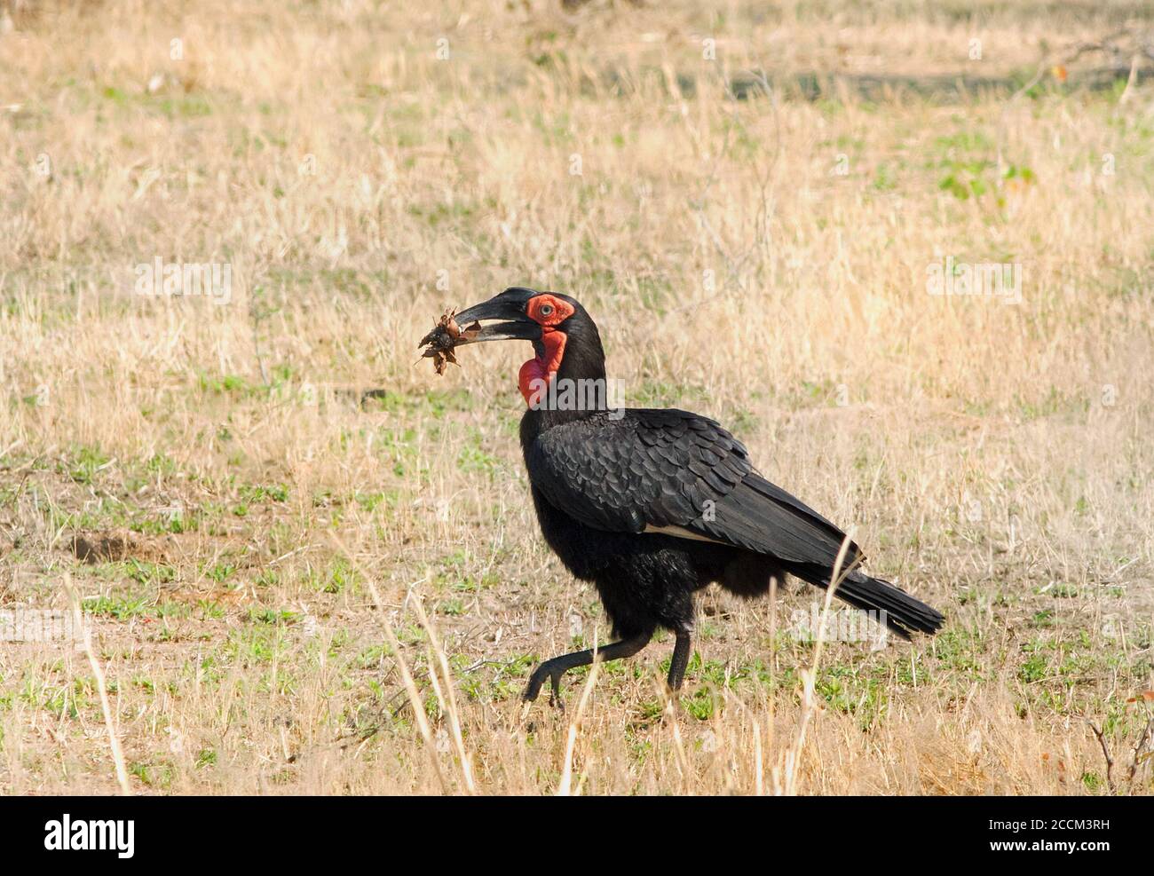 Ground Hornbill (Bucorvus leadbeateri) Wandern auf der afrikanischen Ebene mit Nistmaterial in seinem Schnabel, Süd-luangwa, sambia Stockfoto