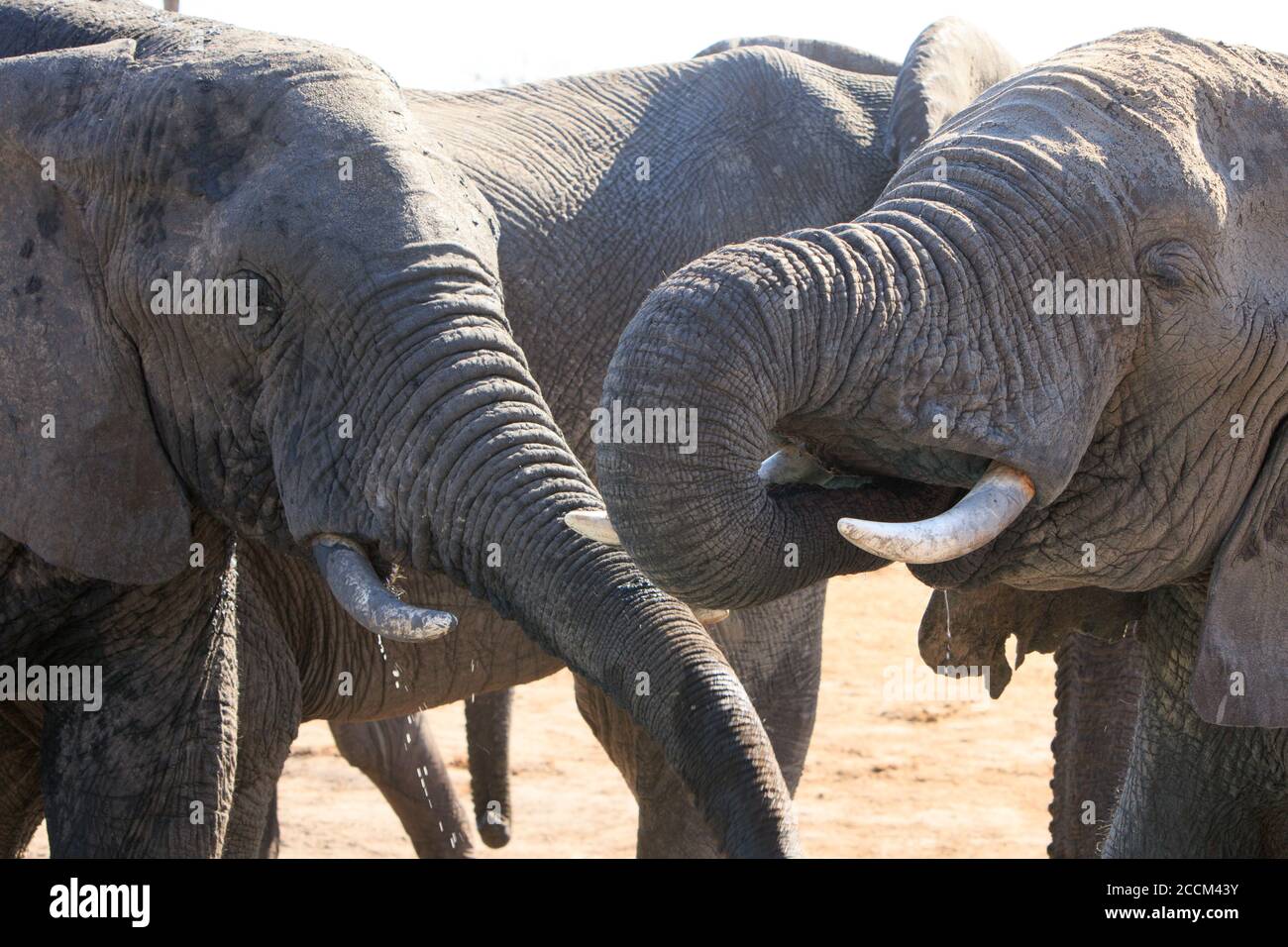 Nahaufnahme von zwei erwachsenen afrikanischen Elefanten, die an einem Wasserloch in Hwange National Paek, Simbabwe, trinken Stockfoto