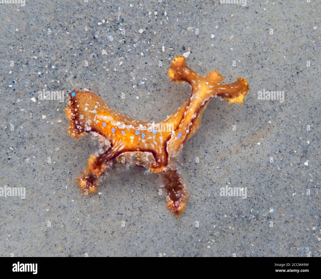 Sargassum Nacktschnecke (Scyllaea pelagica) in flachem Wasser in der Nähe der Ozeanküste nach der Flut, Galveston, Texas, USA. Stockfoto