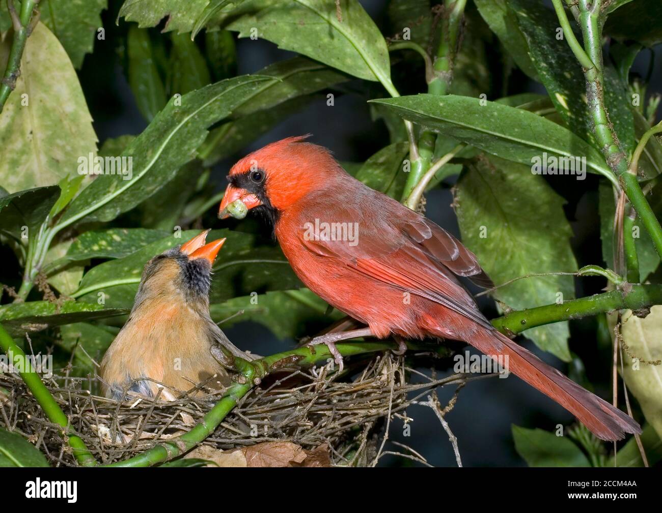 Nördlicher Kardinal (Cardinalis cardinalis) Männchen, das Weibchen am Nest füttert, Georgia, USA. Stockfoto