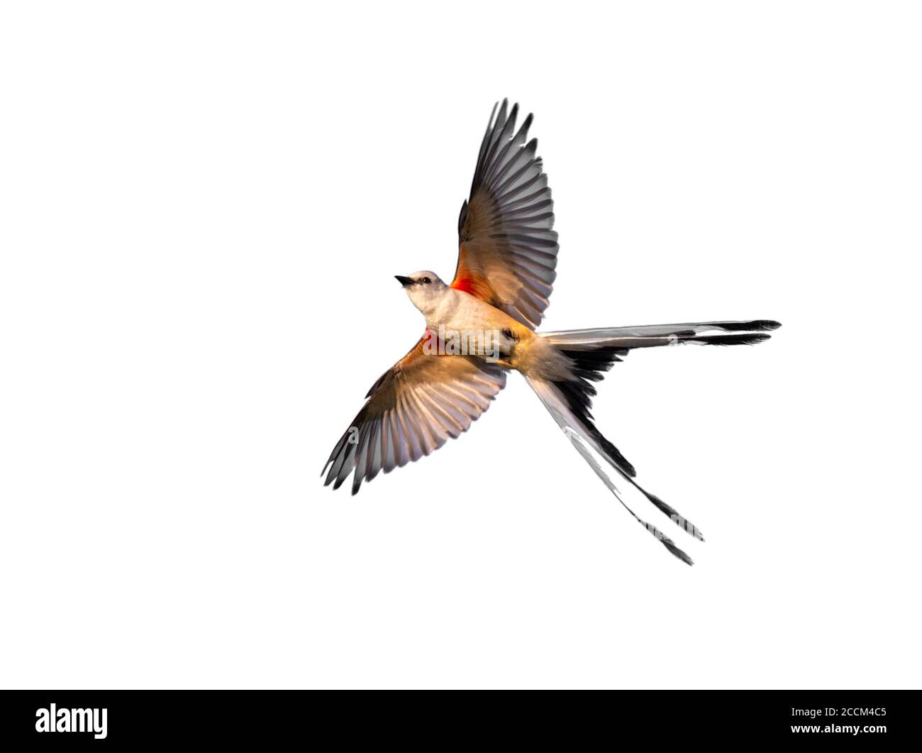 Scherenschwanz-Fliegenfänger (Tyrannus forficatus) fliegend, isoliert auf weißem Hintergrund. Stockfoto