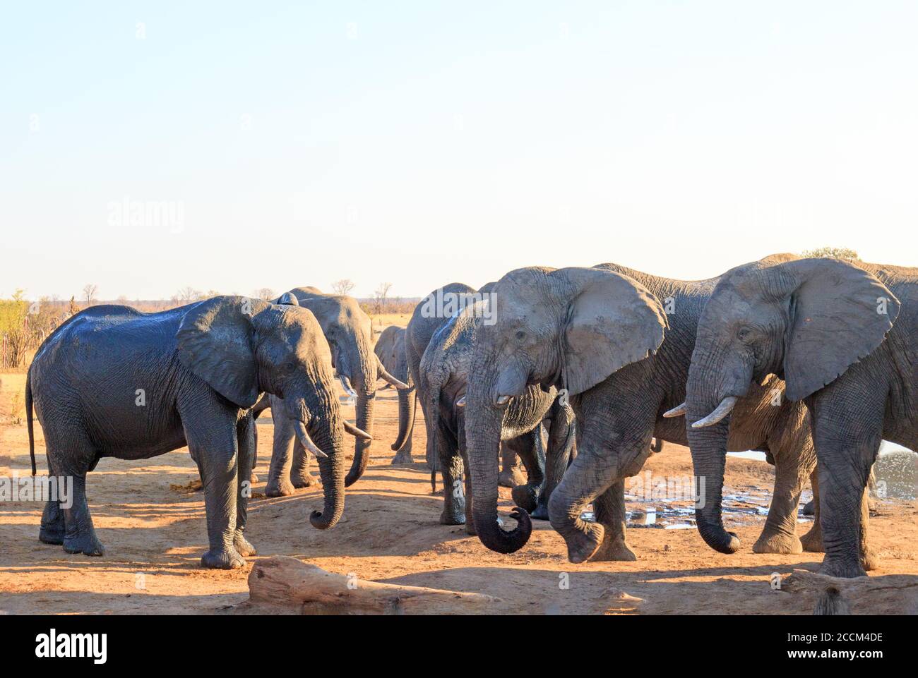 Familienherde afrikanischer Elefanten vor einem kleinen Wasserloch in Nehimba, Hwange National Park, Simbabwe Stockfoto