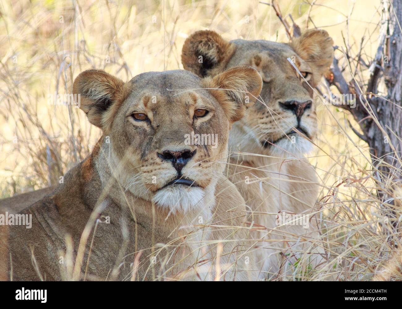 Nahaufnahme einer Afrikanischen Löwin (Leo Panthera), die auf trockenem Gras ruht und direkt in die Kamera blickt, mit einer anderen im Hintergrund. Hwange National Park Stockfoto