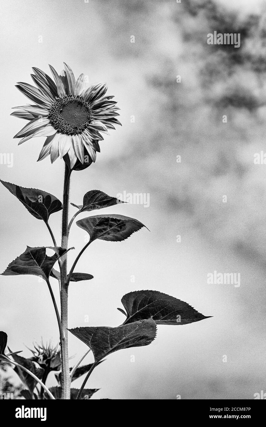Eine einjährige Sonnenblume (Helianthus) steht gegen eine scheinbare Wand von Weiße Wolken Stockfoto