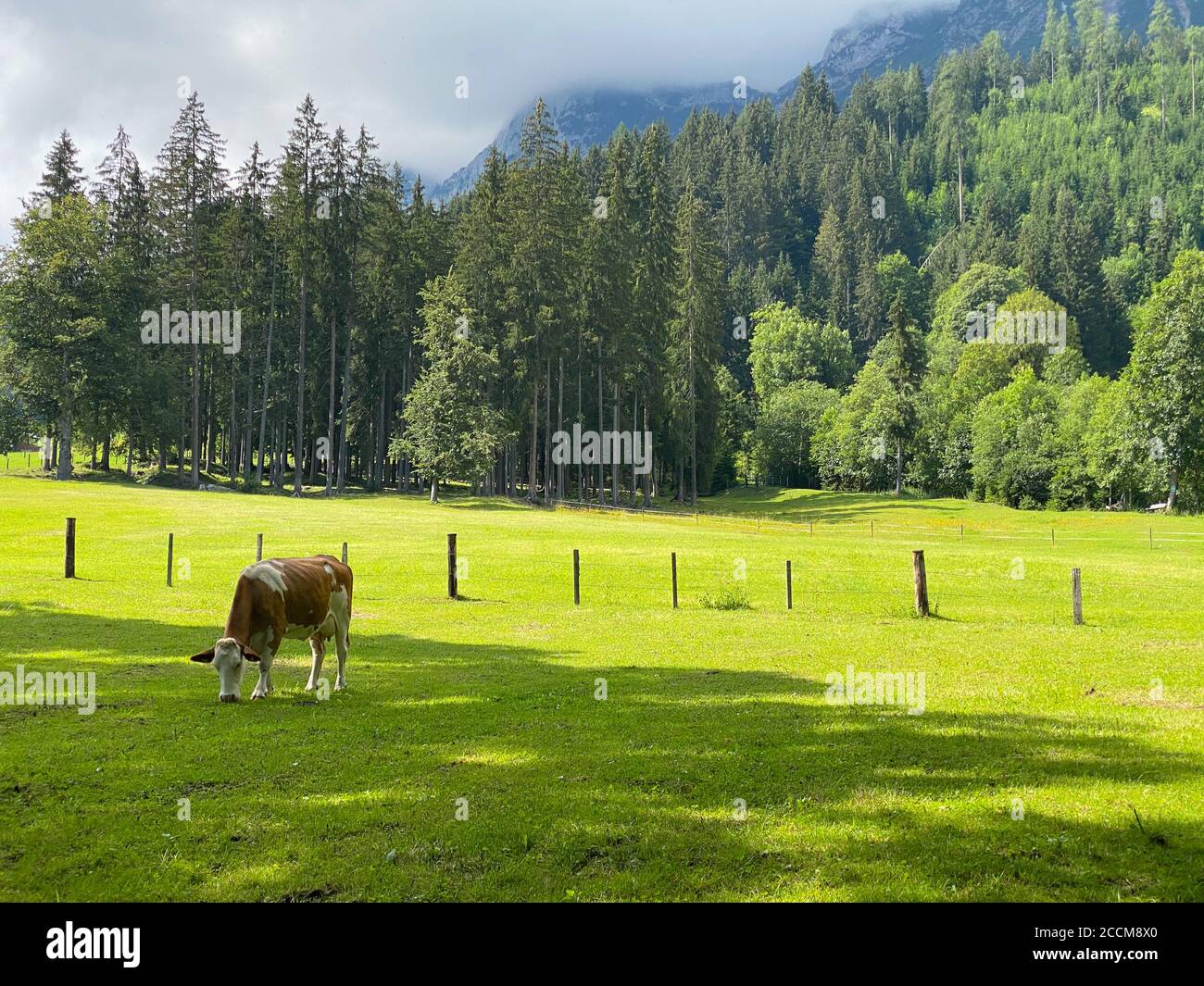 Kühe auf der Alm in Ramsau am Dachstein, Österreich. Dieses wunderschöne Almengebiet am Fuße der imposanten Südwand des Dachsteins bietet Stockfoto