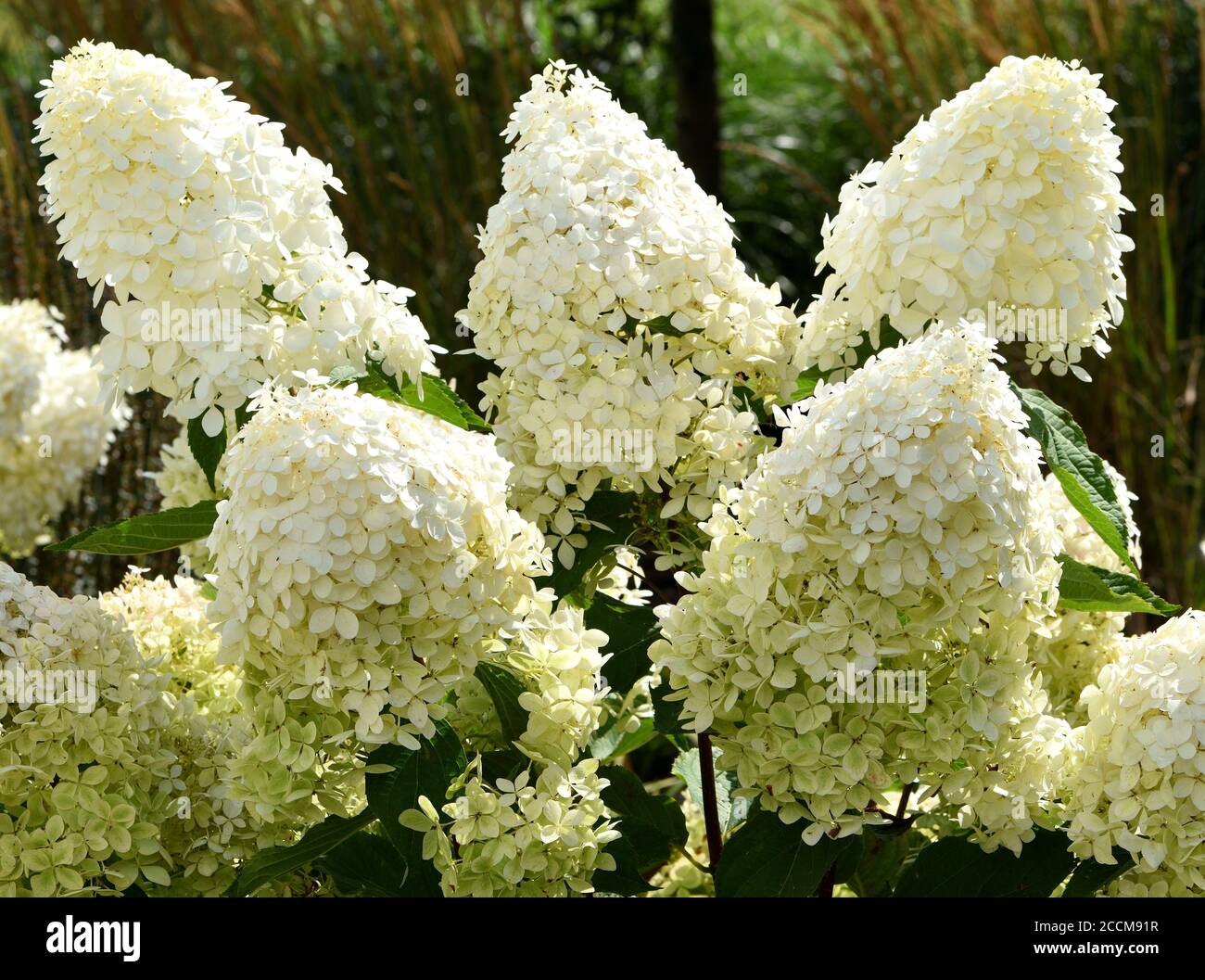 Hortensia paniculata Phantom. Stockfoto