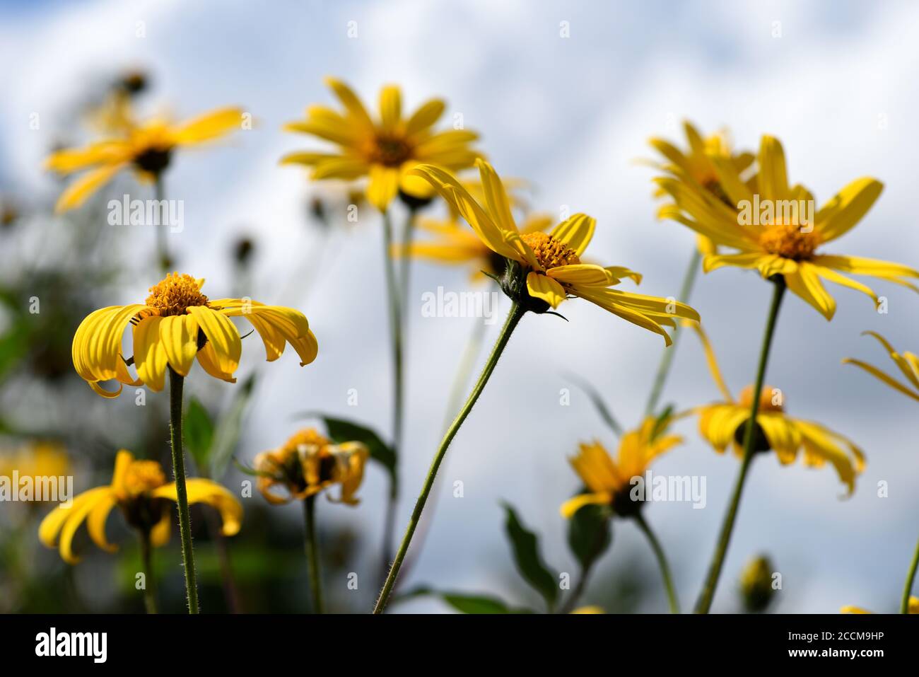 Jerusalem Artischocke Blume. Stockfoto