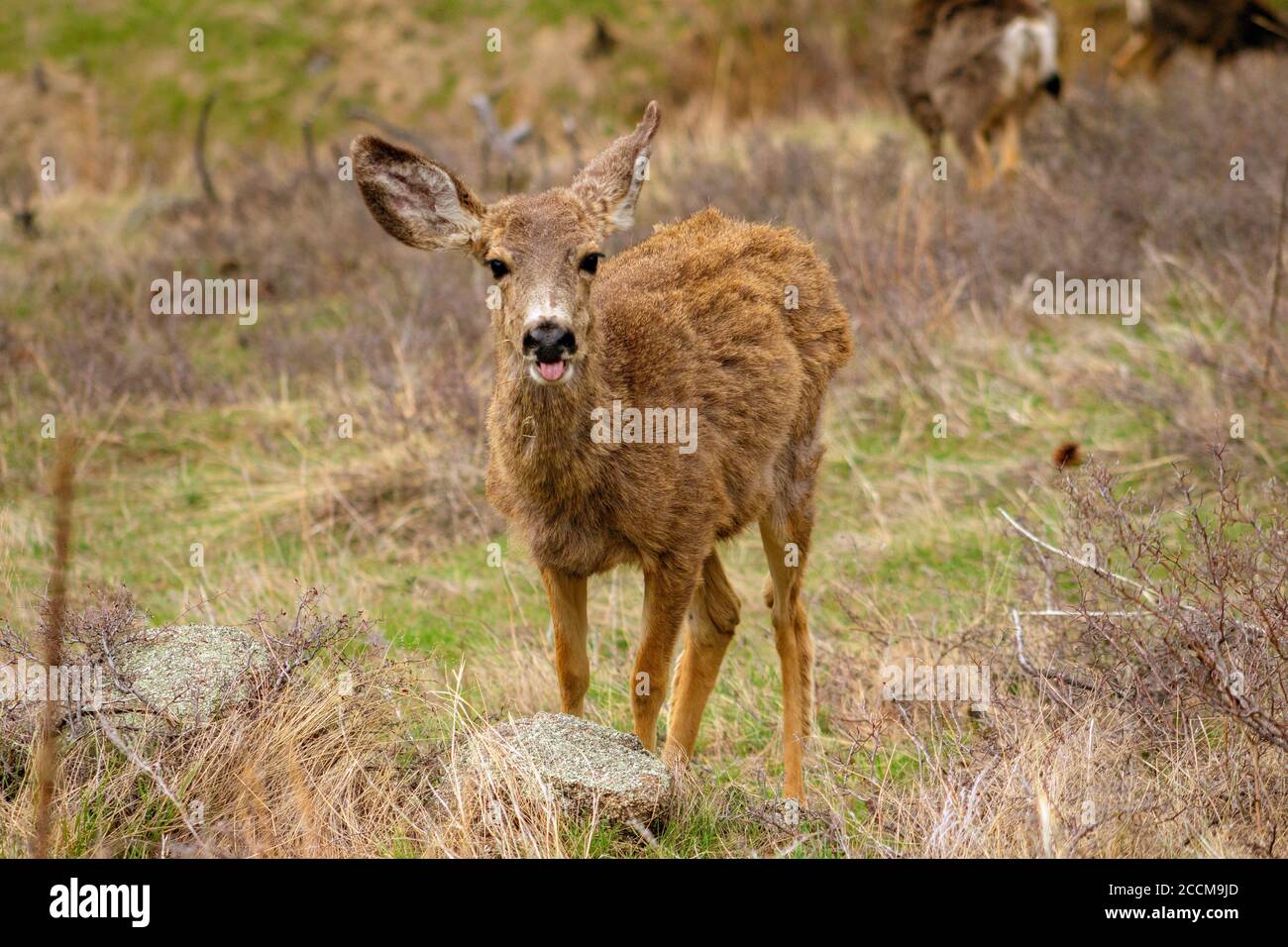 Maultier Hirsch, der die Zunge herausstreckt Stockfoto