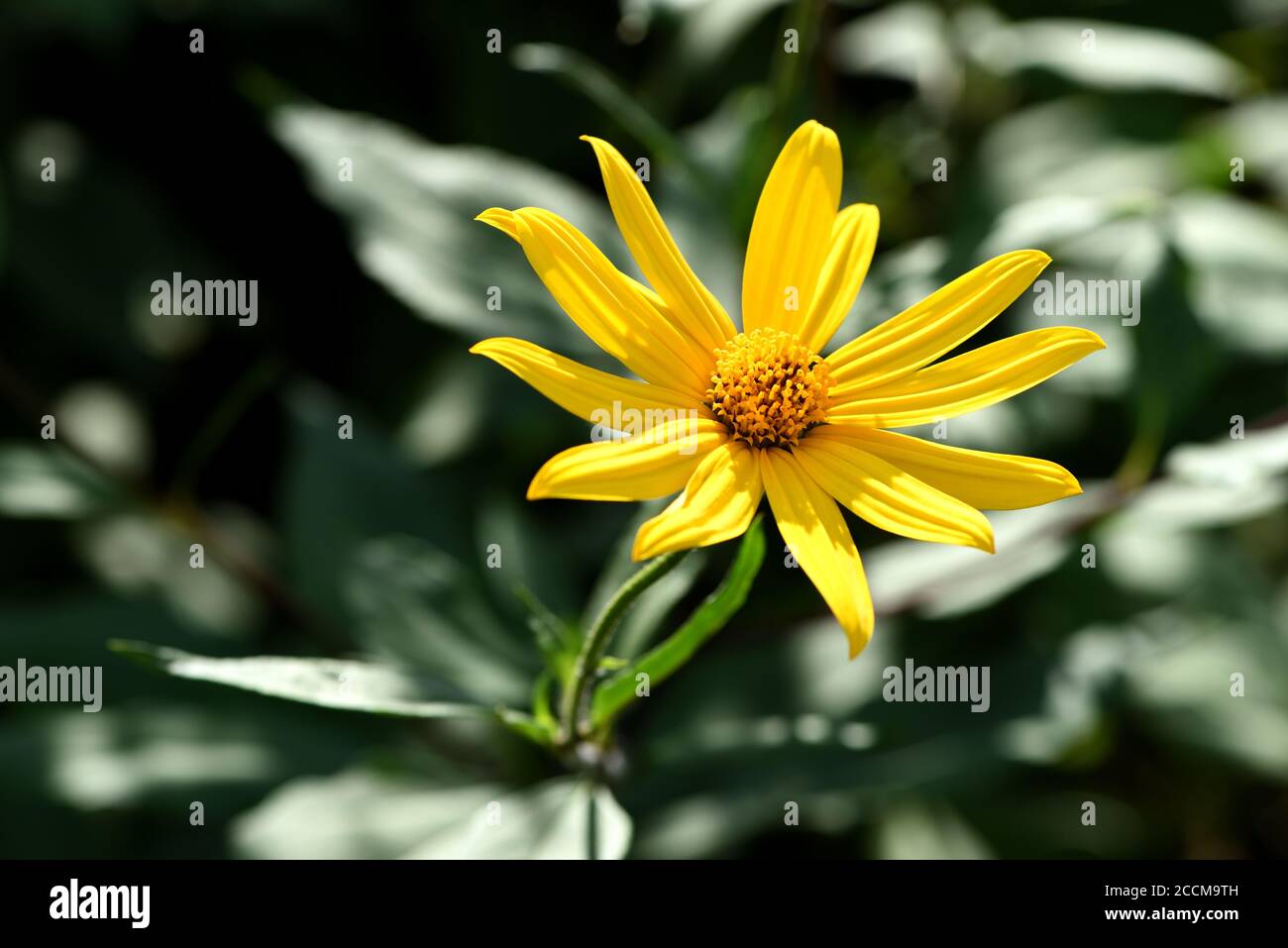 Jerusalem Artischocke Blume. Stockfoto
