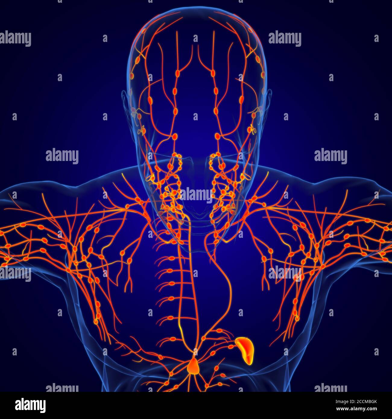 Menschliche Lymphknoten Anatomie für medizinisches Konzept 3D Illustration Stockfoto