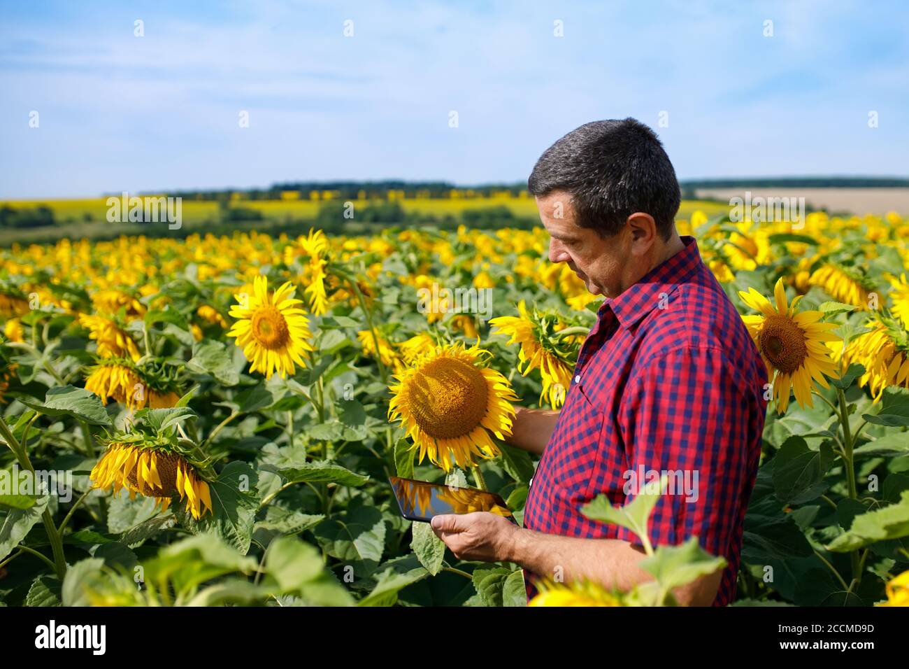 Landwirt in Sonnenblumenfeld Stockfoto