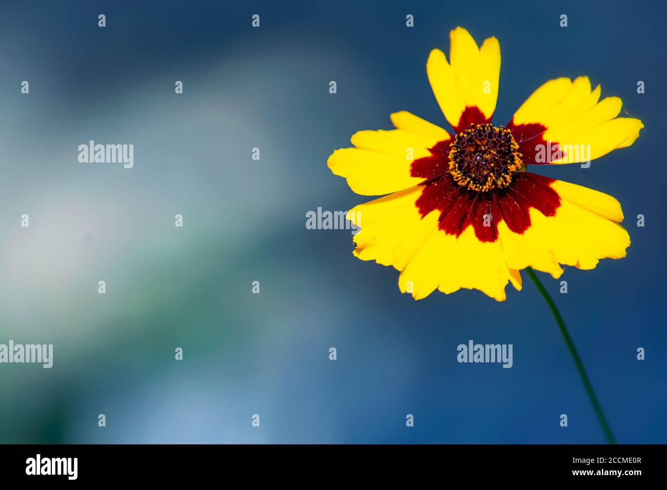 Einzelner goldener Tickseed, Coreopsis tinctoria, isoliert vor blauem Hintergrund Stockfoto