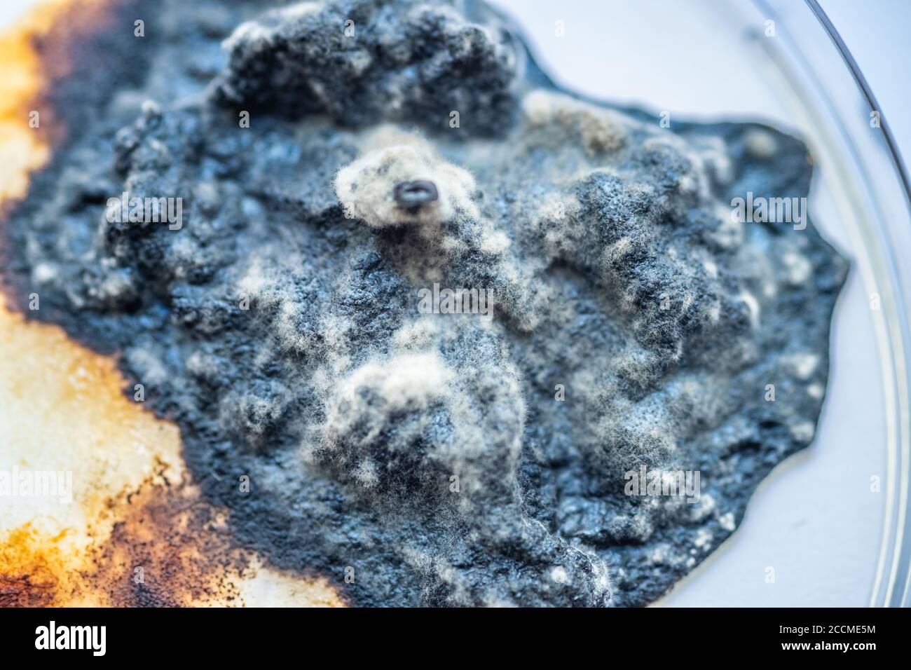 Pflaumenstücke flatterten mit Schimmel und Pilzen Stockfoto