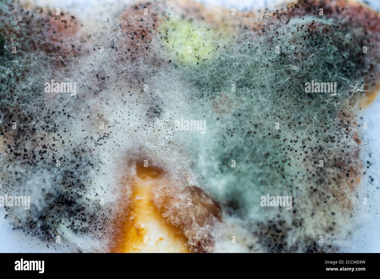 Ein Stück Nahrung mit Schimmel und pathogenen Pilzen bedeckt Dreht Nahaufnahme Stockfoto