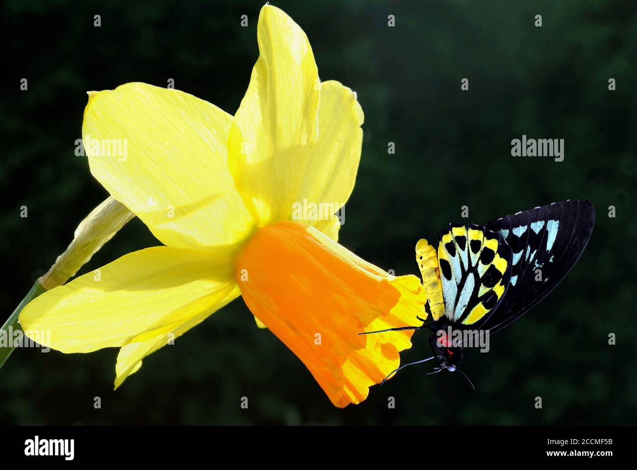 Cairns Birdwing Lateinischer Name Ornithoptera euphorion auf einem Narzissen Latein Name fNarcissus Tete-a-Tete Blume Stockfoto