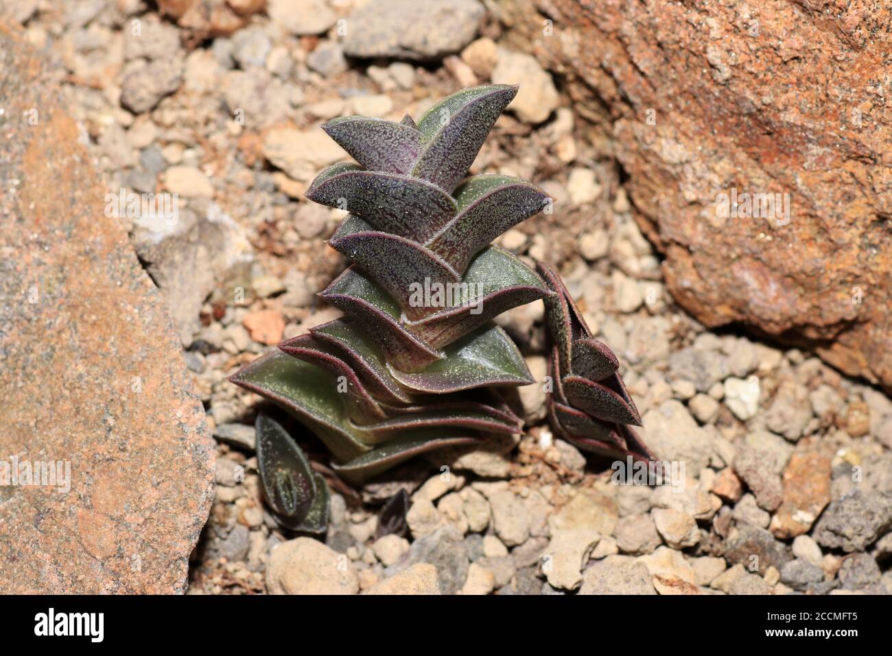 Schöne echeveria purpusorum Pflanze, die in den Felsen wächst Stockfoto