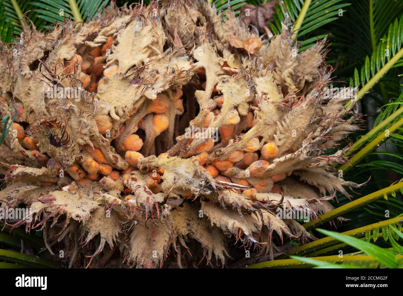 Japanische Sago Palme oder Sotetsu Pflanze weibliche Fortpflanzungsstruktur Nahaufnahme. Cycas revoluta. Stockfoto