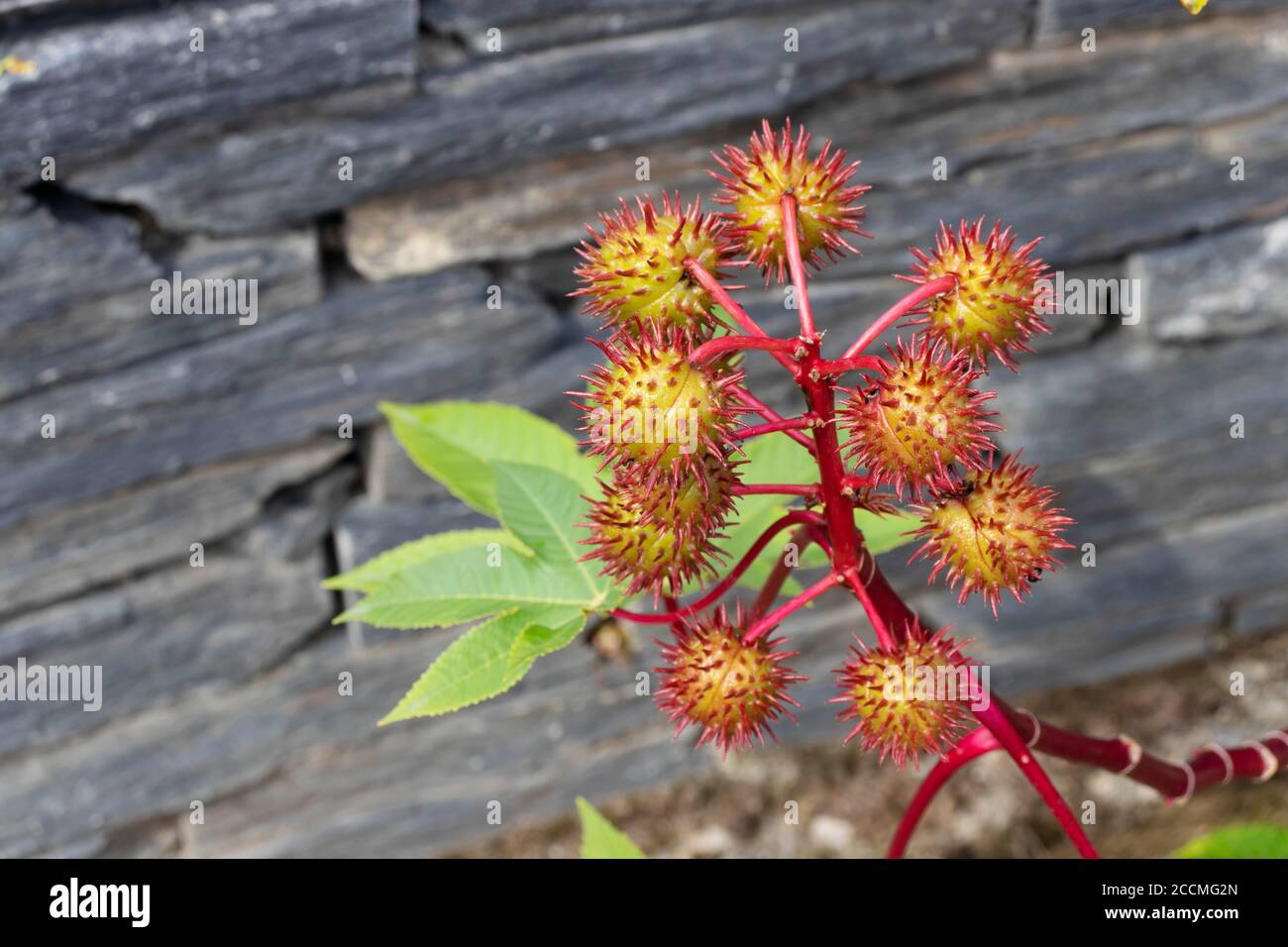 Rizinusöl-Pflanzenzweig mit Samenkapseln und Blättern. Ricinus communis Früchte. Stockfoto