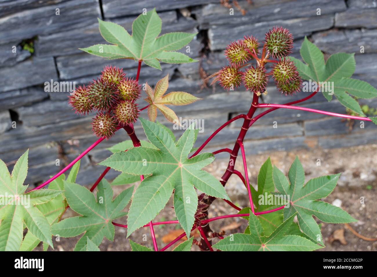 Rizinusölpflanze mit Samenkapseln und Blättern. Ricinus communis Früchte. Stockfoto