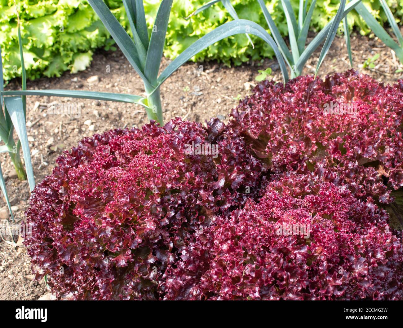 Rote und grüne Salat und Knoblauch Begleiter Pflanzen im Garten. Gemischtes Gemüsebett. Biologische Schädlingsbekämpfung. Stockfoto