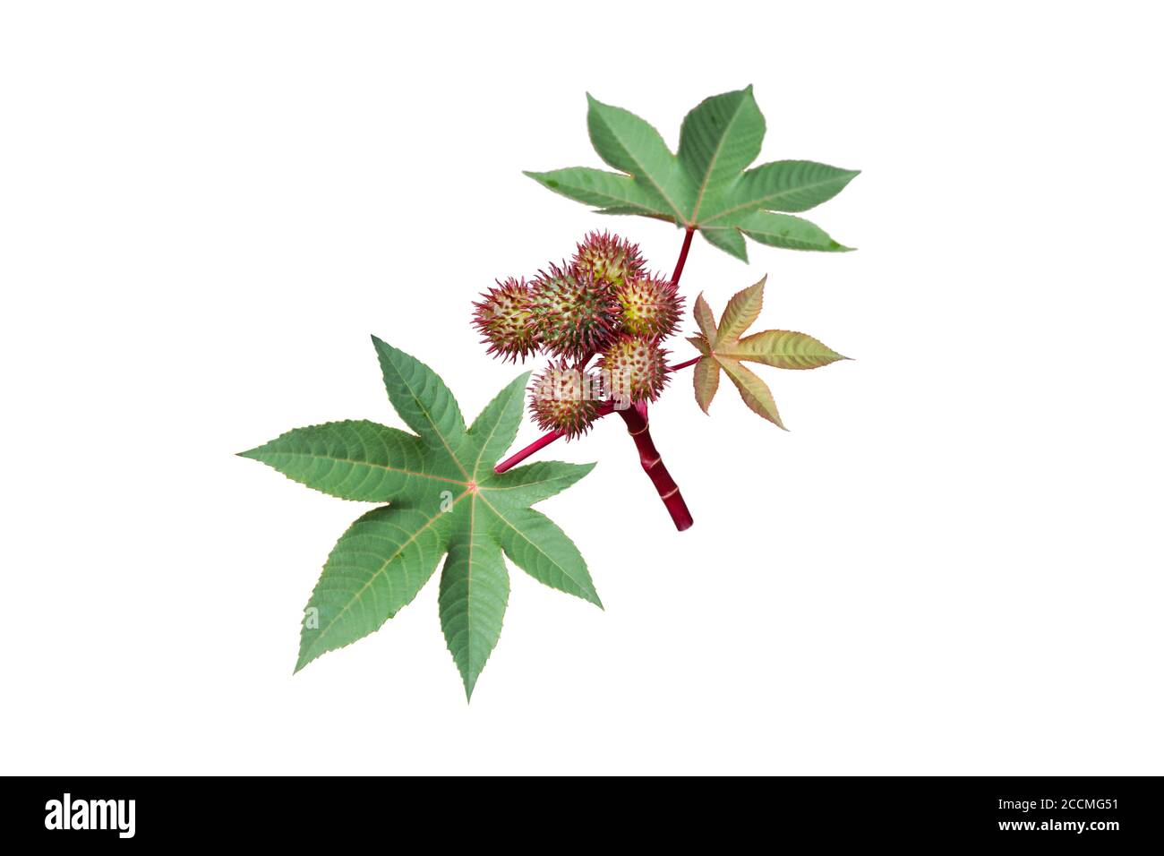 Rizinusöl-Pflanze mit Samenkapseln und Blättern isoliert auf weiß. Ricinus communis Früchte. Stockfoto