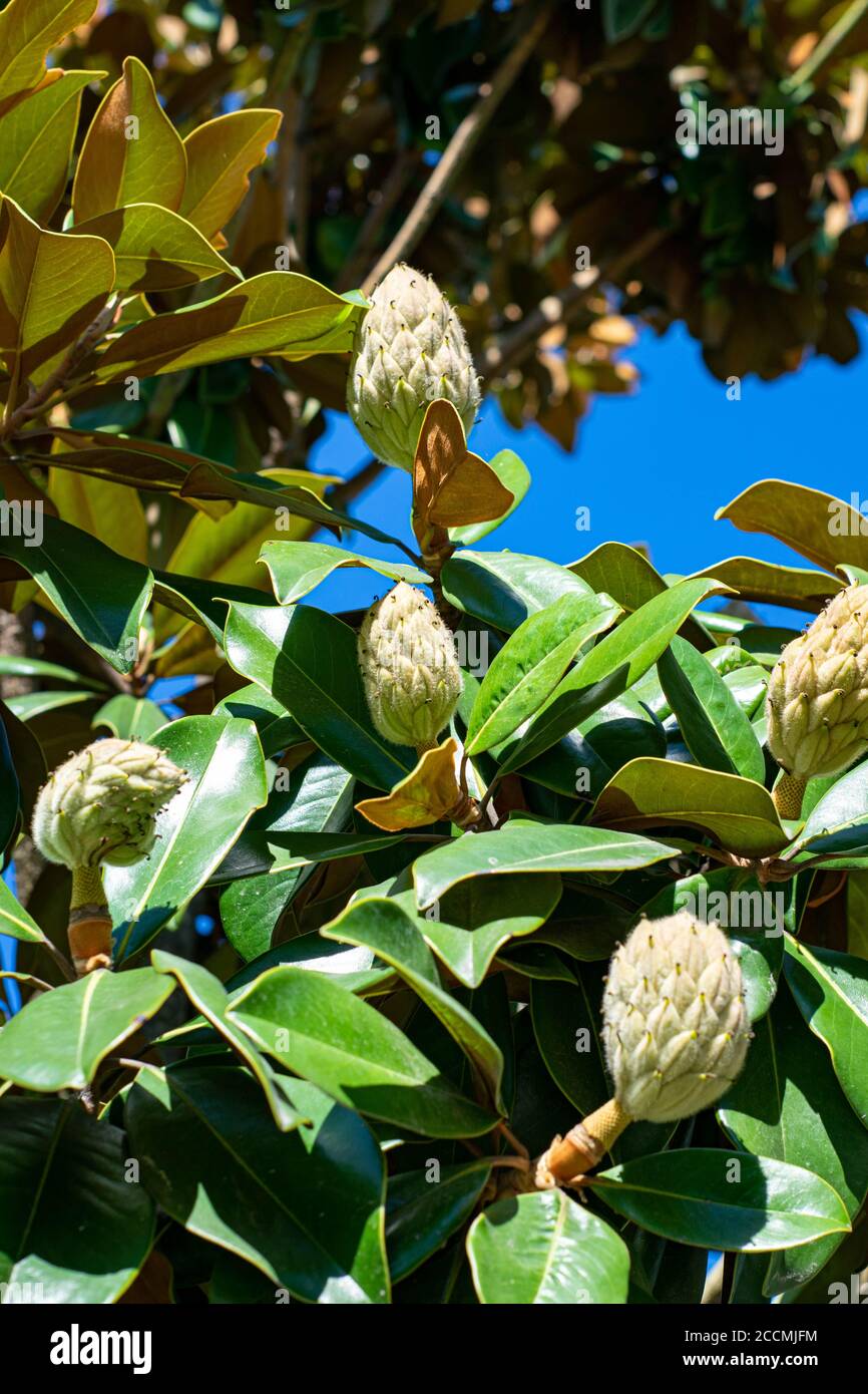 Magnolia Pflanzen Knöpfe im frühen Stadium im August Monat Stockfoto